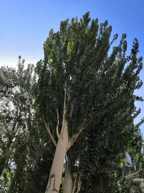 枝枝叶叶向上的白杨树象征着中华民族力争向上的精神.