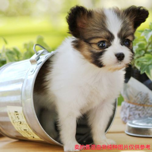 小型犬蝴蝶犬混血小花狗黄狗黑白狗狗活体串串狗崽子活物活泼可爱