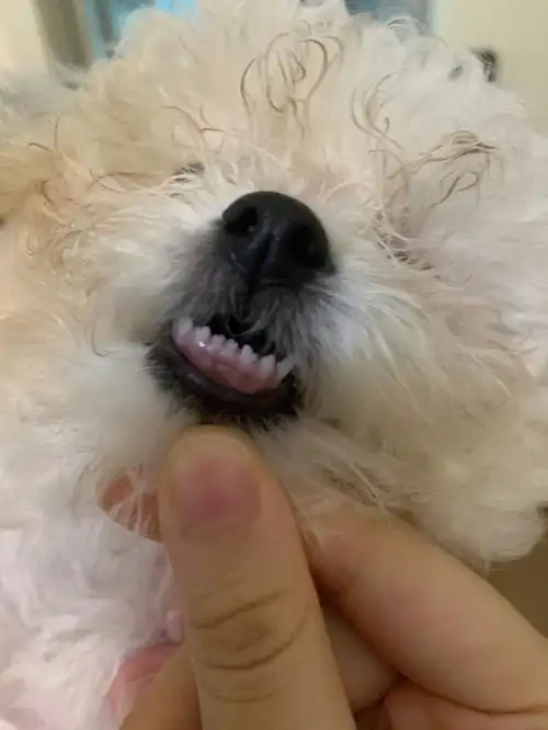 小比熊年龄求助