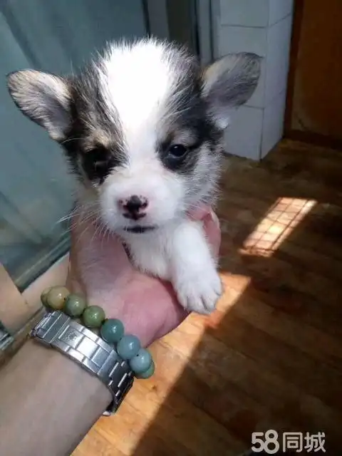 1个月的柯基犬1元(公)