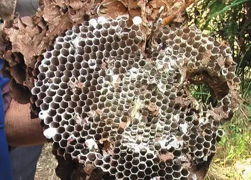 太大了!六盘水罕见巨型马蜂窝被发现 为什么会这么大?危害大吗|蜜蜂|