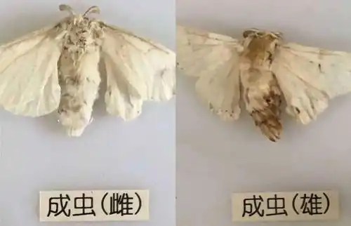 丹丽曲阜园探索性主题活动蚕宝宝养成记