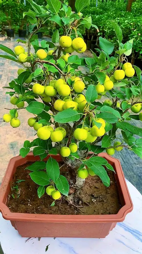 冬红果海棠盆景一季开花三季挂果家有海棠喜气洋洋家有海棠富贵满堂