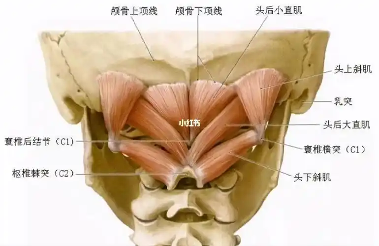 枕骨下肌群的分享