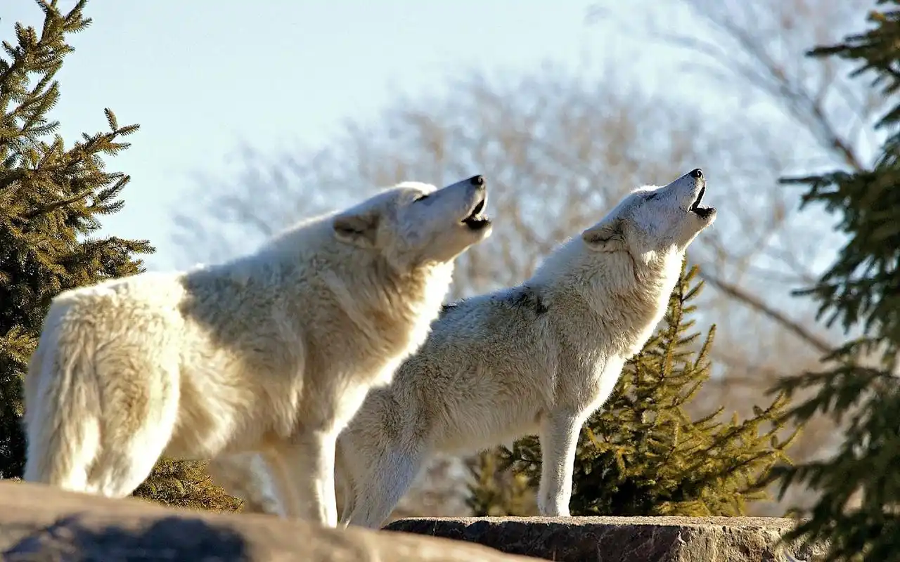 野生生物狼图片高清桌面壁纸 动物世界世界,摄影,野生生物,哺乳动物
