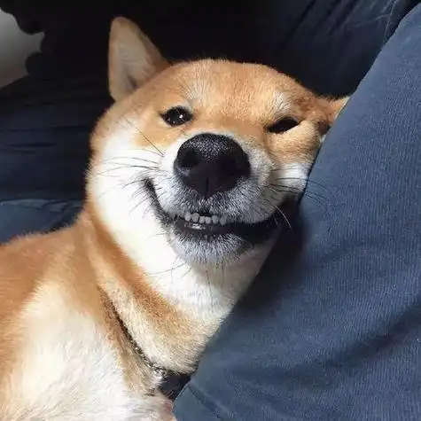 单身狗的头像霸气成熟稳重