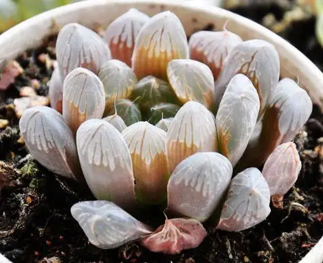 紫姬玉露如何鉴定多肉联萌