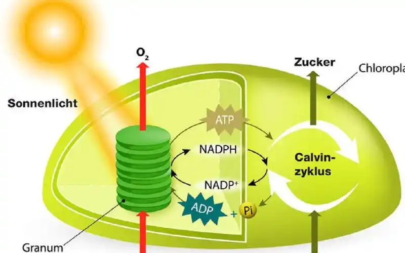 【德音中字】光合作用暗反应 (带德语字幕的版本在2p)_哔哩哔哩