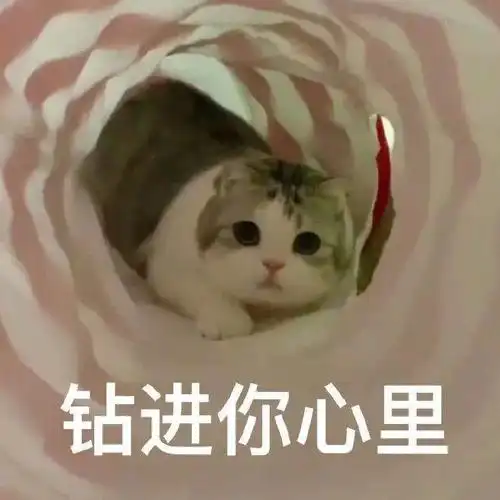 钻进你心里(猫咪表情包)_钻进_猫咪表情