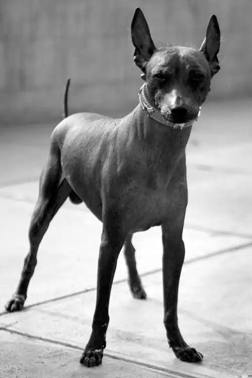 没有尾巴的黑色狗是什么品种?-图片大观-奇异网