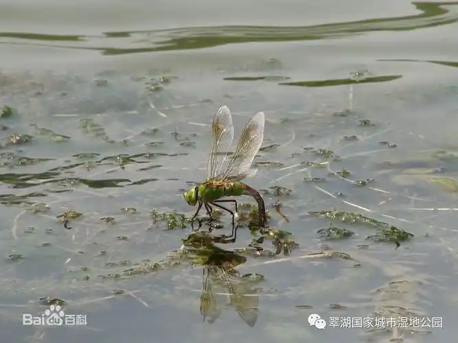 坐拥多项世界第一的飞行家——蜻蜓