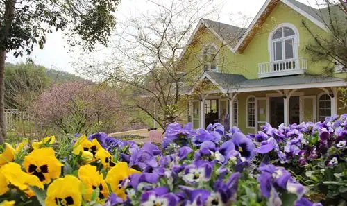 梅州爱丽丝庄园樱花谷