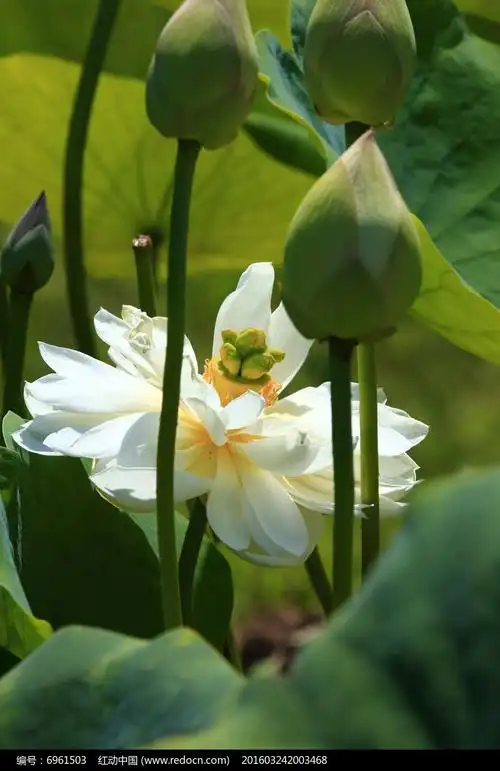躲在荷花苞后的白荷花