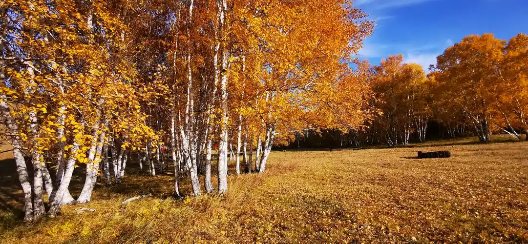 思念成殇 乌兰布统桦木林_风景_poco摄影,坝上白桦林乌兰布统塞罕坝