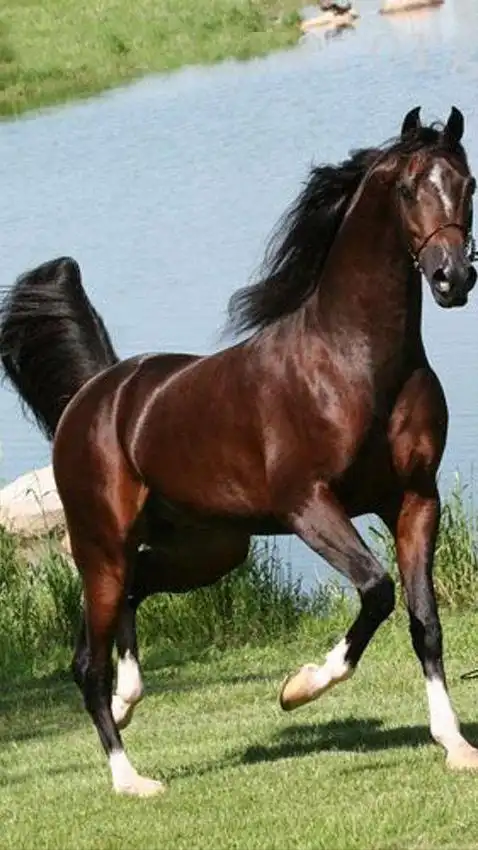 汗血宝马无缘榜首