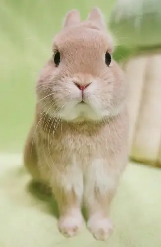 呆萌可爱的小兔子高清写真图片[5/8]_动物_美桌网