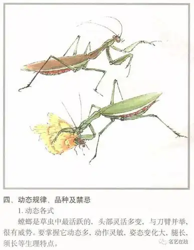 国画技法 | 螳螂的工笔及写意画法(附齐白石螳螂作品)_手机搜狐网