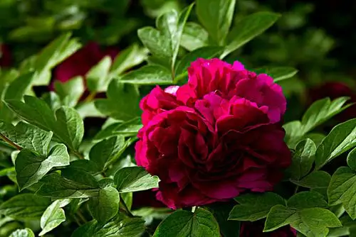 红牡丹图片_全景网