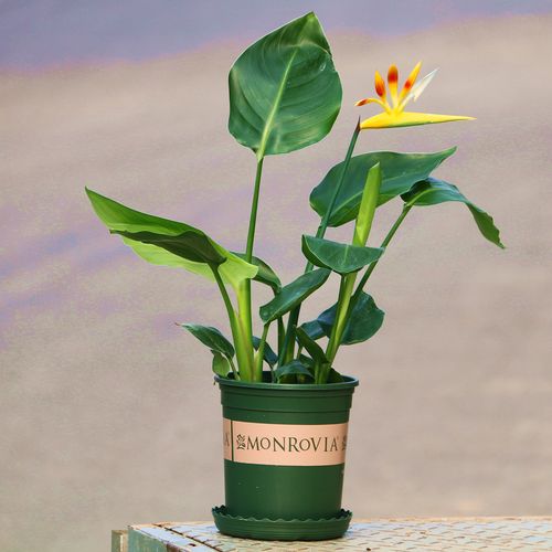 天堂鸟鹤望兰大型客厅盆栽绿植室内净化空气吸甲醛植物花卉包邮