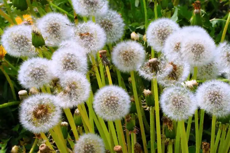 绒线球一样的蒲公英 - 自然类 摄影大赛2015 - 国家地理中文网