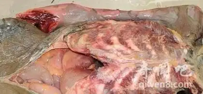 慎点解秘医学院学生尸体解剖图片全解