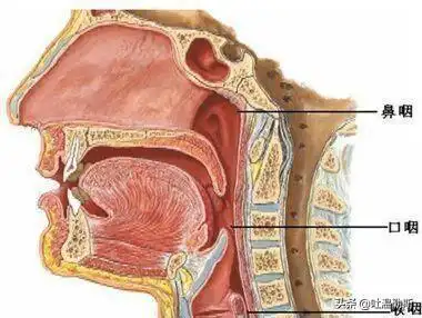 歌唱者头腔共鸣如何练习?