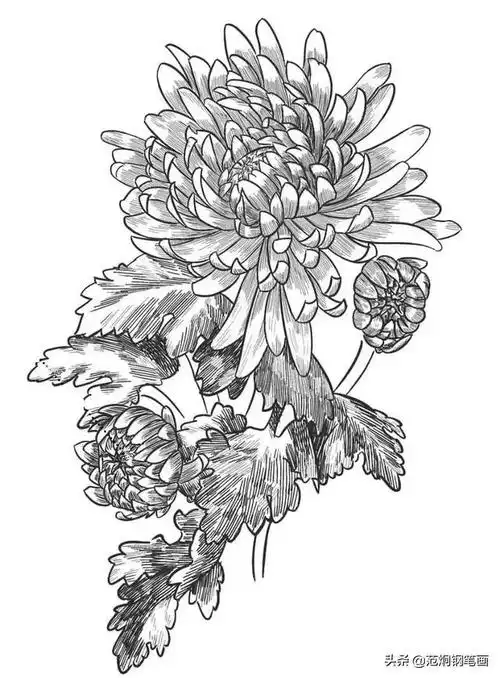 菊花工笔白描线面画法表现绘画步骤