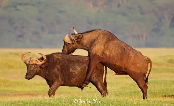 盘点动物界奇葩交配【19】