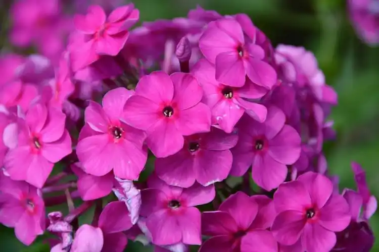 粉色绣球花原创拍摄