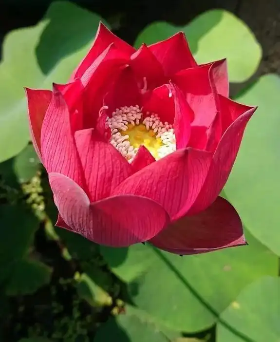 西湖荷花有了新品种 名字很喜庆叫"中国红"