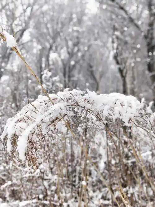 3.3 白雪纷飞 满天飞舞 玉树琼枝 雪中即景