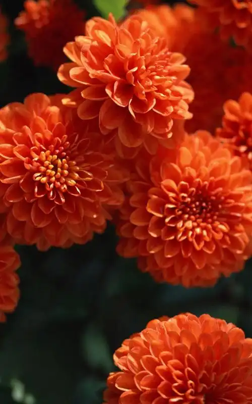 缤纷花卉写真手机壁纸下载第二辑