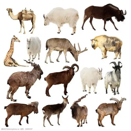 大草原动物合辑图片