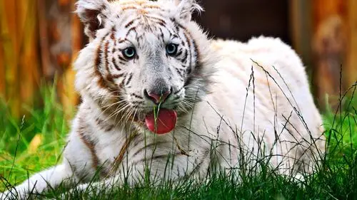 首页 动物与鸟 老虎