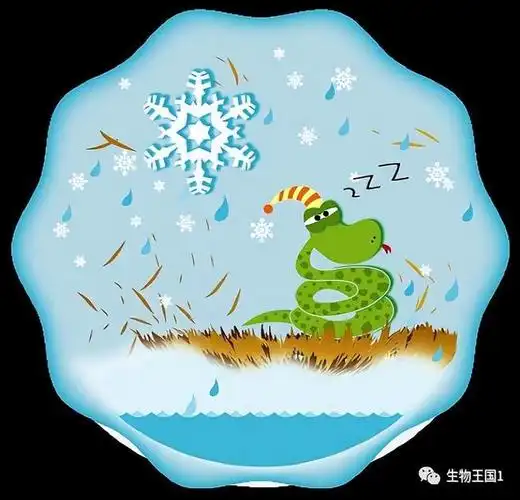 冬眠的蛇会被其他动物吃掉吗?|灭绝|爬行动物|食物链顶端_网易订阅