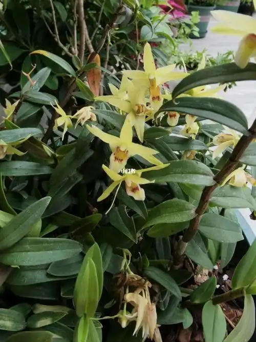 铁皮石斛要开花现象「铁皮石斛是开花的好还是不开花的好」