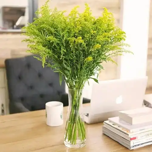 黄英 鲜切花【1扎10枝】