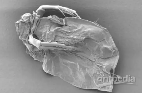 临界点干燥简要介绍-新闻动态-仪器谱