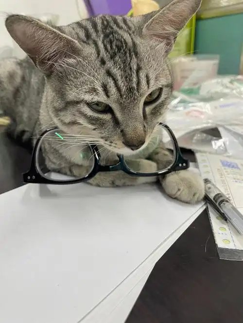 眼镜猫猫