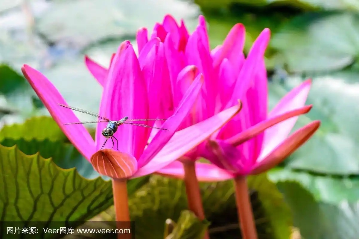 荷花,粉色,蜻蜓,水,水平画幅