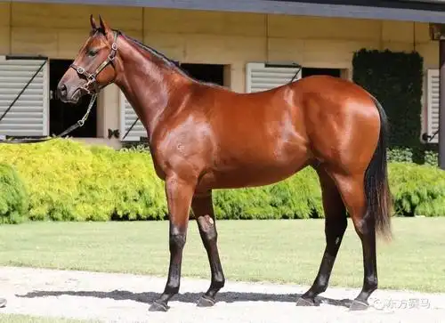 这是澳大利亚维多利亚州拍出的最高价