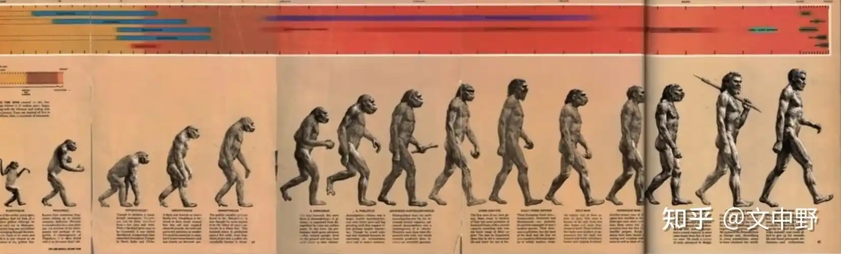 这里的类人动物是指人类和各种猿猴,下一种叫做原康修尔猿,是类人动物