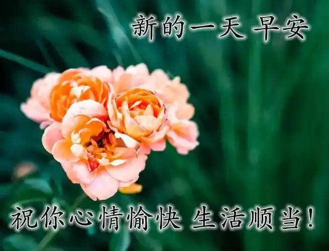 新版早上好问候语唯美温馨句子,群发微信清晨祝福语问候图片表情