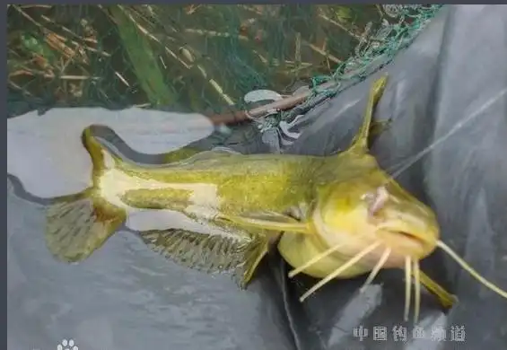 安丁鱼学名叫什么鱼