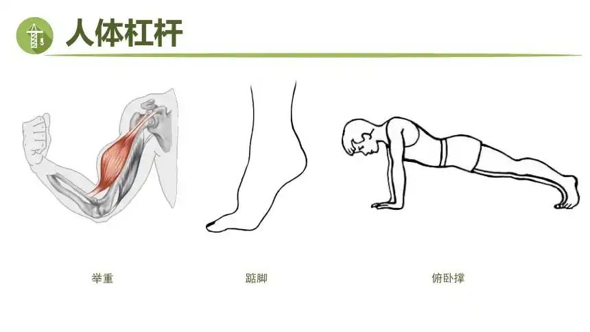 101科学探究杠杆的平衡条课件共46张ppt