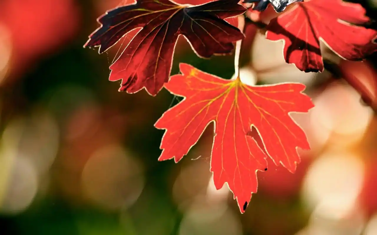 小清新秋季枫红唯美高清桌面壁纸
