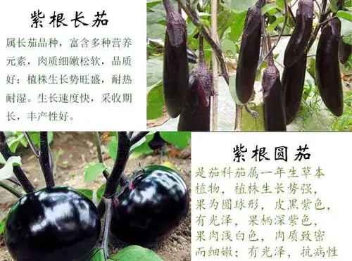 茄子种苗品种