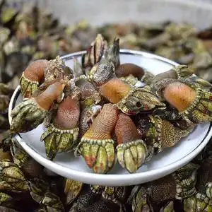 霞浦鲜活佛手贝观音手鹅颈藤壶狗爪螺野生佛手螺1000g包邮