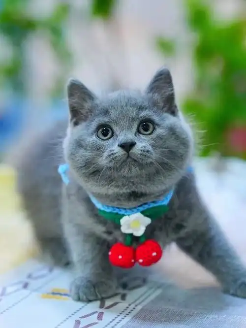 英短蓝猫