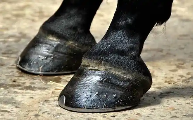 给马戴上马蹄铁并不是虐待不戴才是真相让人难以置信